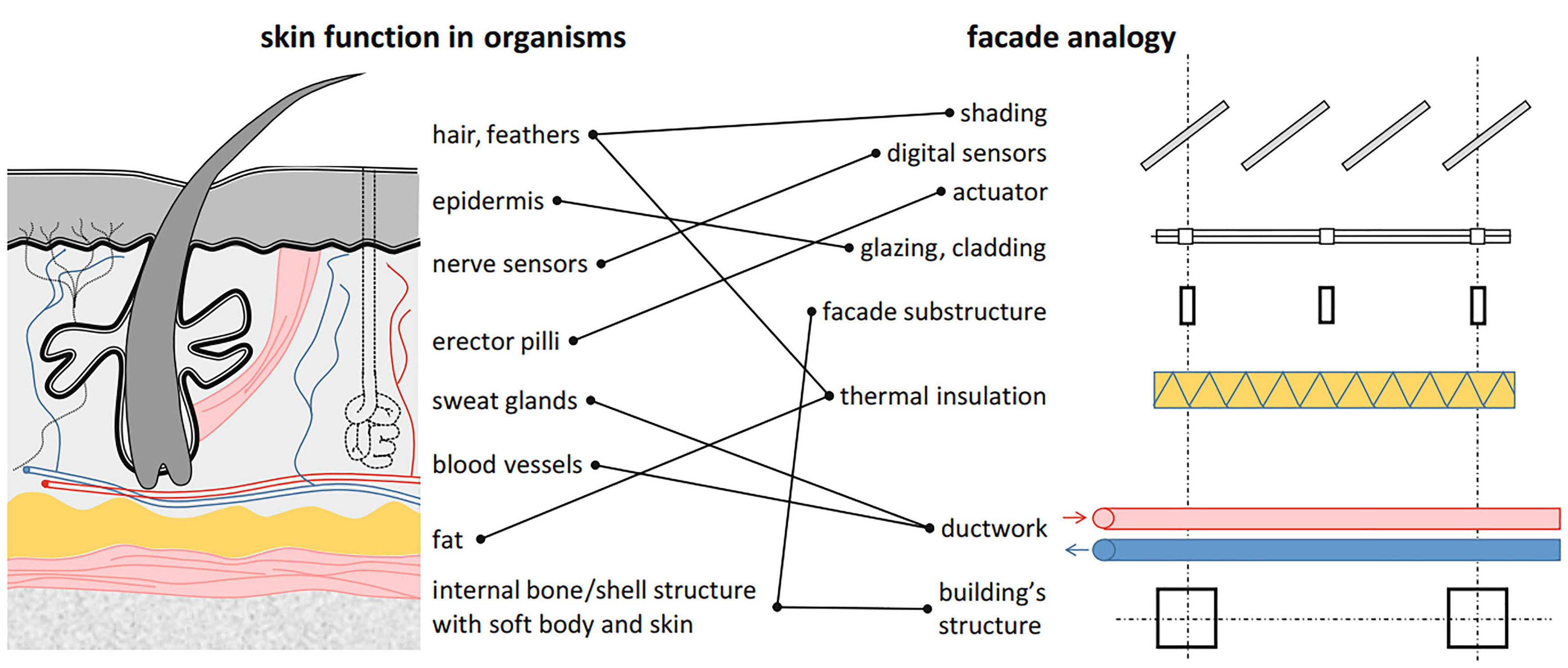 Key similarities between organisms’ skin and building façades [24].