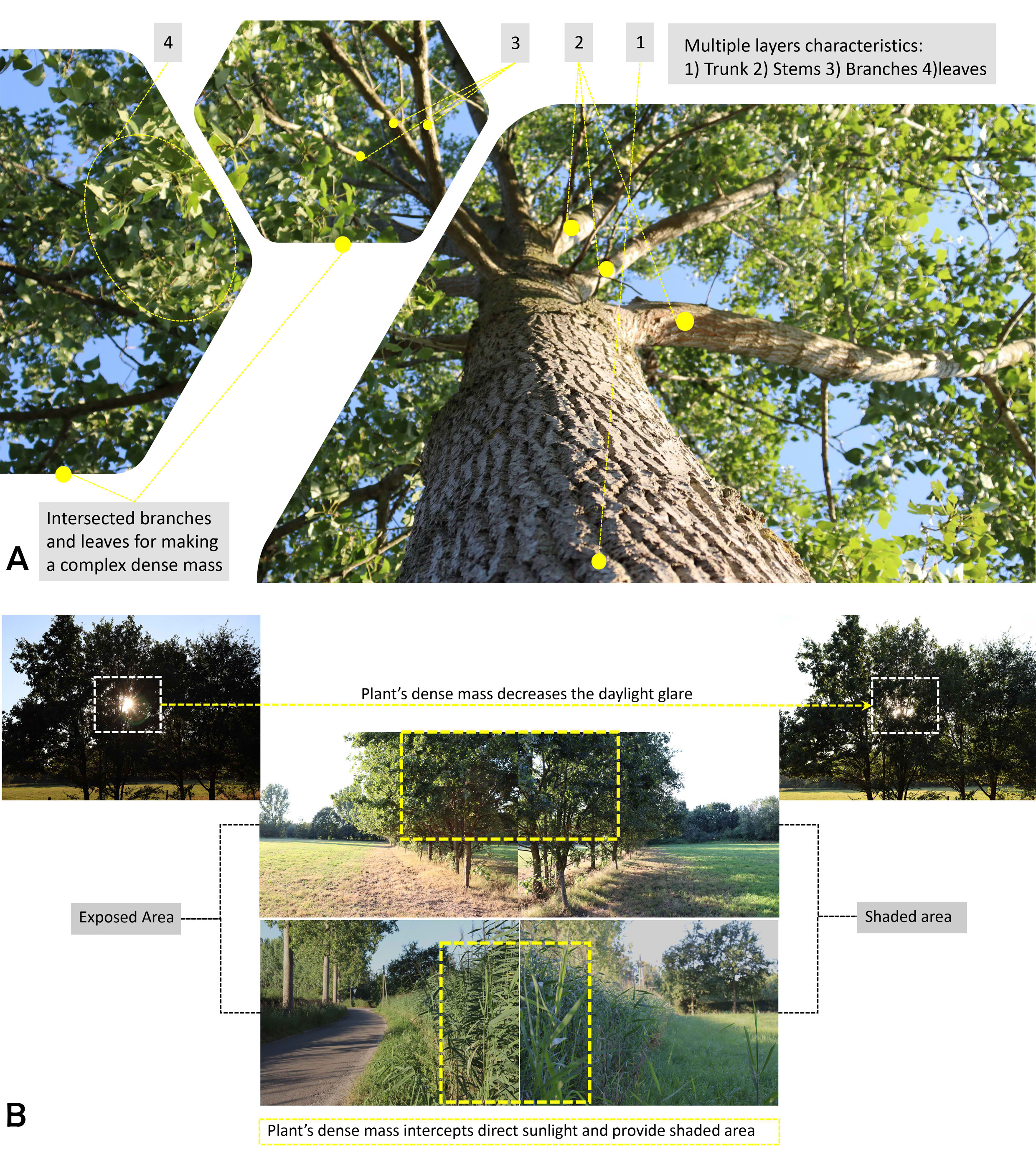 Complex, dense and intersected mass of trees control the daylight in their ambient environment.