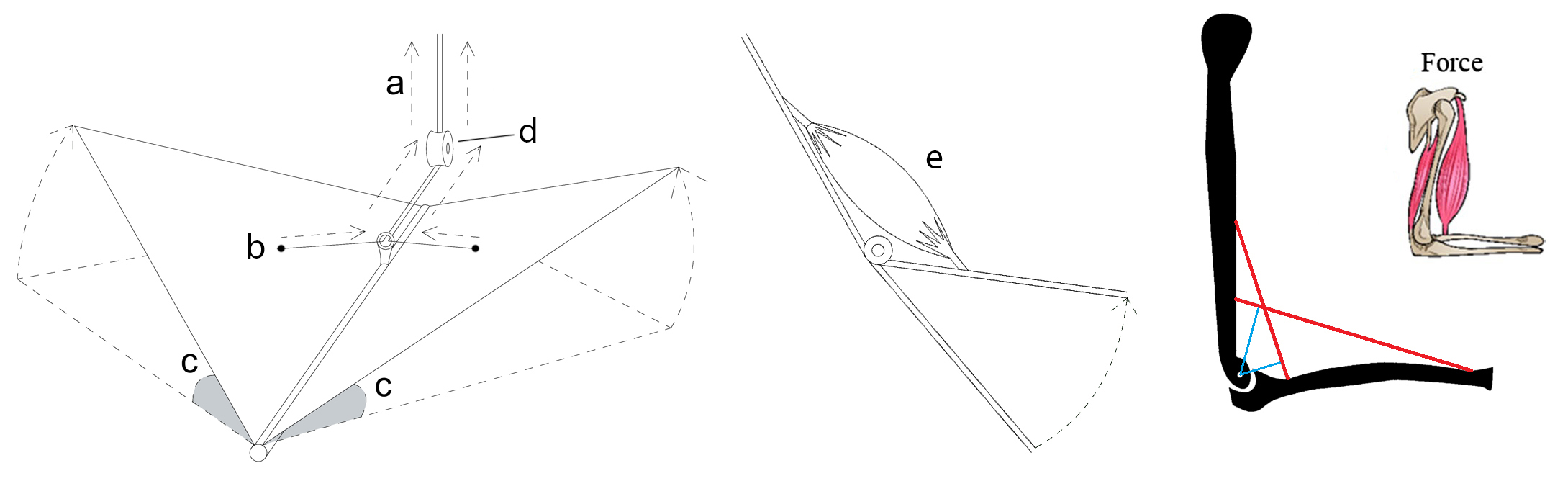 Mimicking the hand movement to control the module movement. a: string connected to actuator, b: string end attached to plate, c: angle change of plates, e: mimicked muscle.