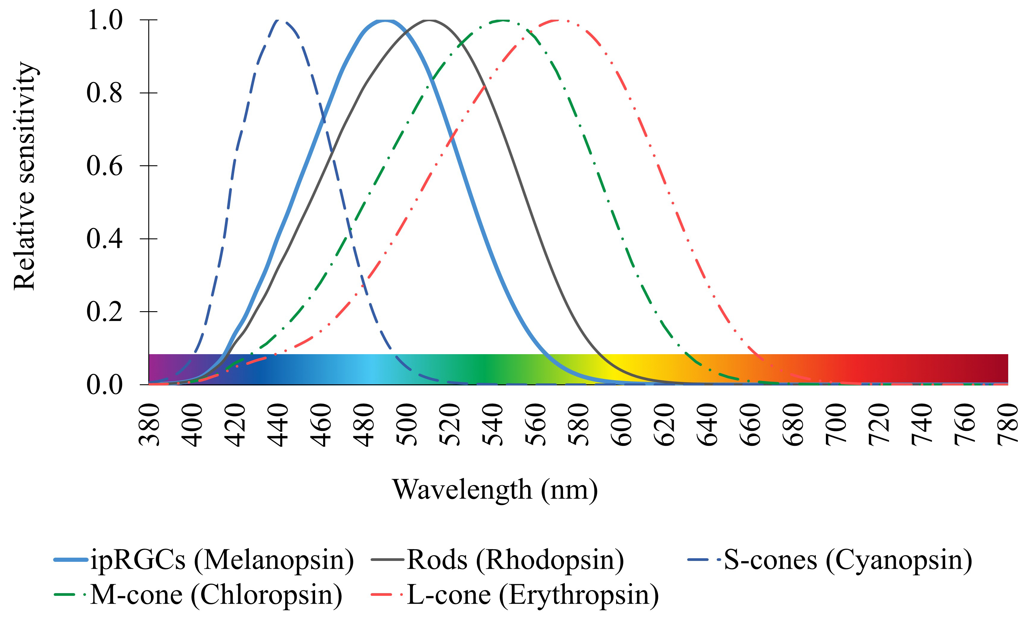 Relative spectral sensitivity curves of five photoreceptors with the respective photopigments [35].